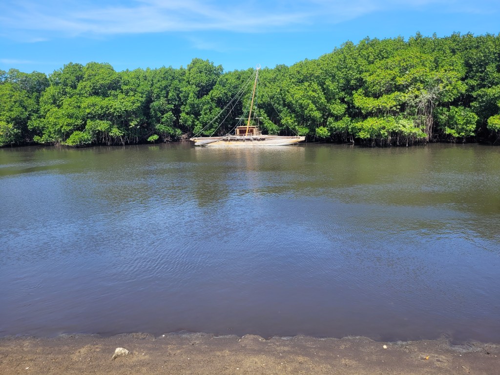 Découverte de la&nbsp;Mangrove
